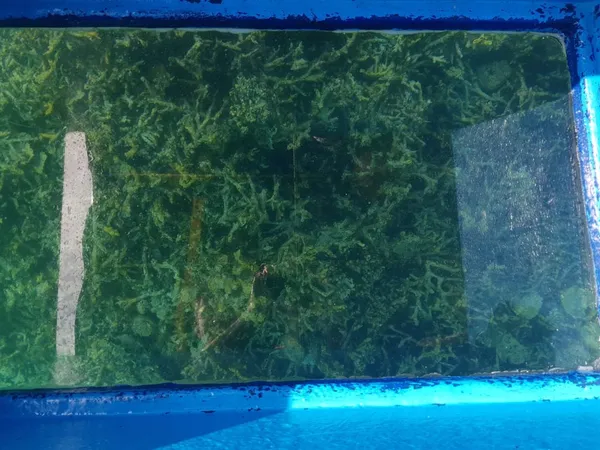 Blue Bay: snorchl bez zklamání