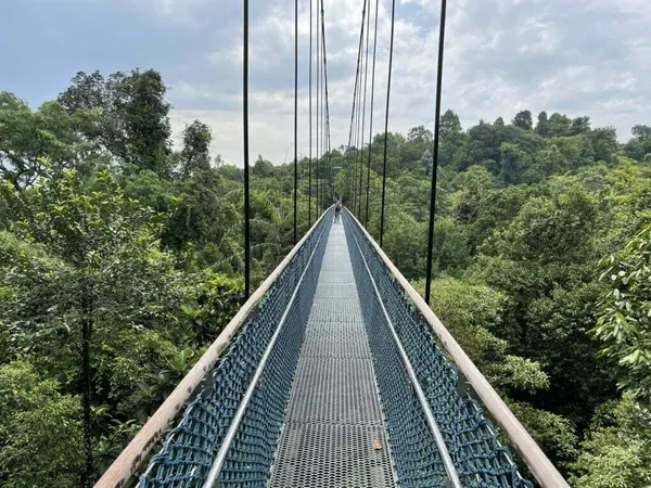 Příroda v Singapuru: TreeTop Walk a rezervace