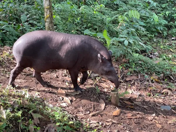 Ekvádorská Amazonie z Teny: jak se tam dostat a co čekat