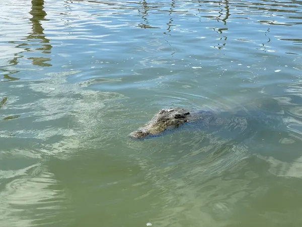 Lago Enriquillo: slané jezero pod úrovní moře plné krokodýlů